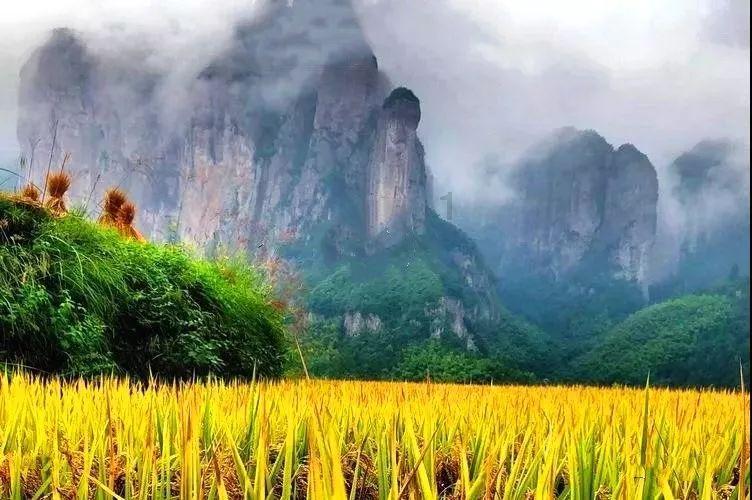 漂亮鹦鹉救援